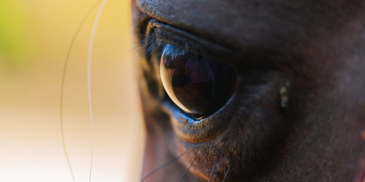 Reiten